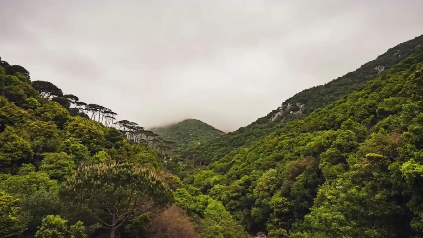 Evening light across Himalayan valley forest — retreat setting for creative healing