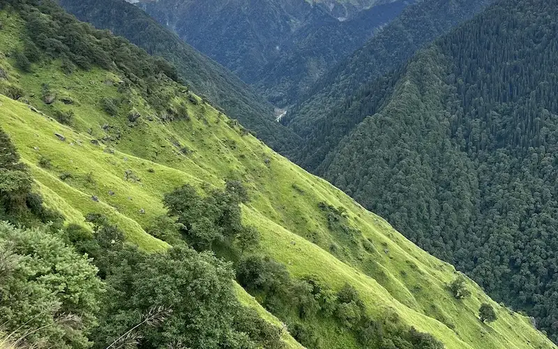 Auli forest trail at the start of the Kuari Pass trek